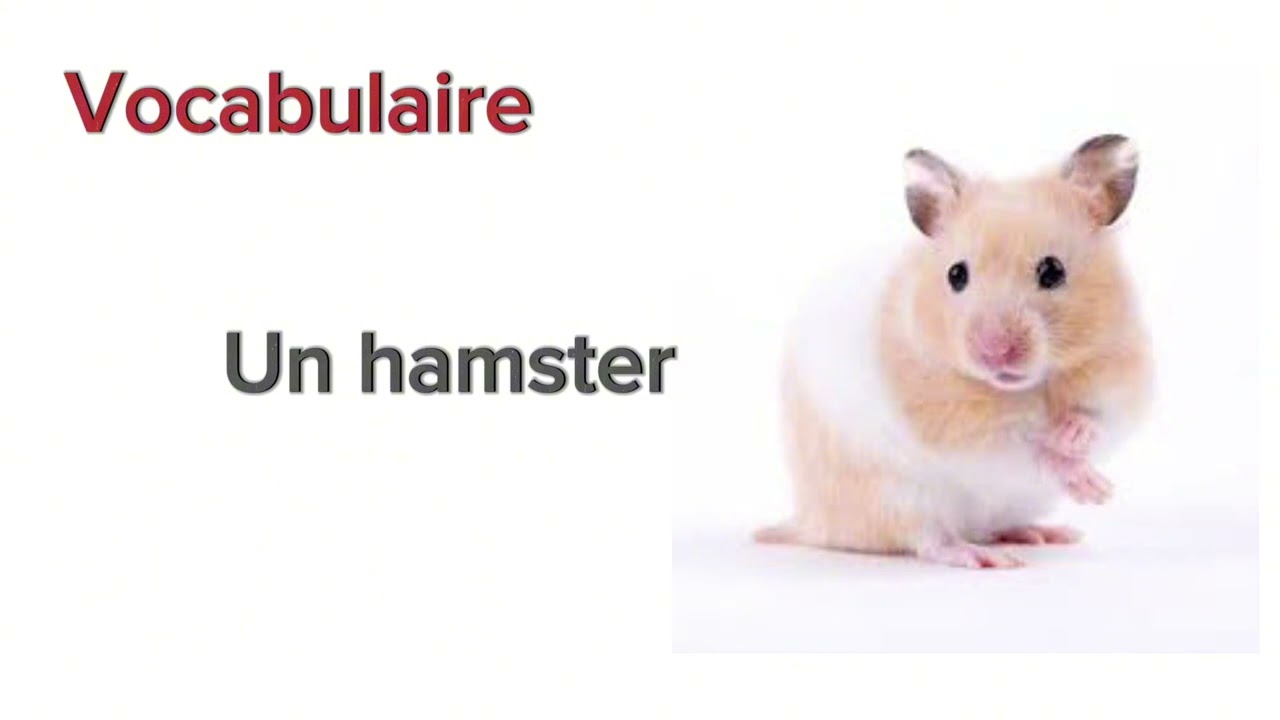 الوحده الثانيه/ الدرس الثالث/ unité 2/leçon 3