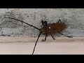 Bugs Life Red Dotted Long Horn Bettle 2