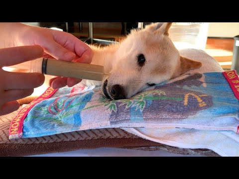 高齢犬に最適な食事