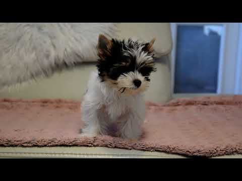 Biewer Terrier Welpe kaufen