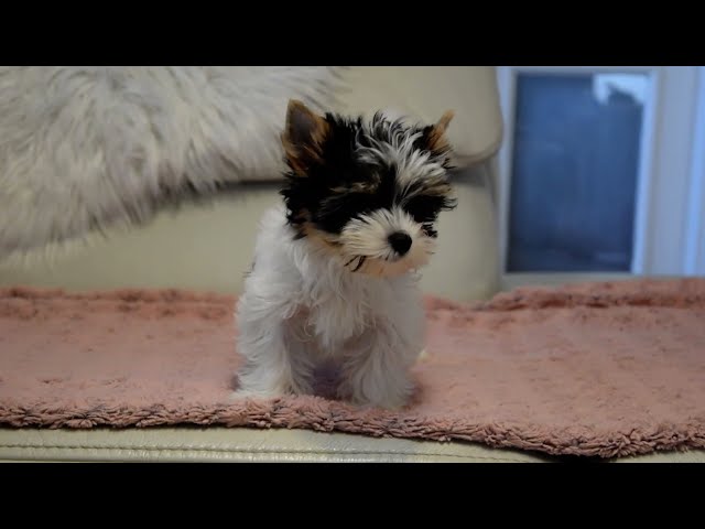 Biewer Yorkie puppy for sale