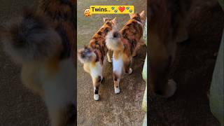 Twins ..🐾️❤️🐾️🥰 #cat #catfamily #shortsfeed #shorts #cute #catlovers #catvideos #meowmoe