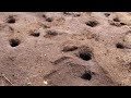 The Detroit Zoo More Prairie Dogs Part 3