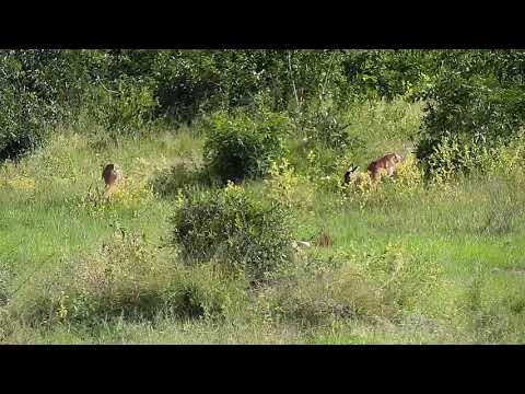 Djuma: Warthogs and Impalas - 15:45 - 03/13/21