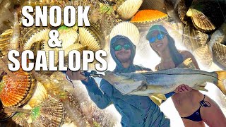 Stud Snook | Scallop Scavenging | Crystal River (July 4th weekend)