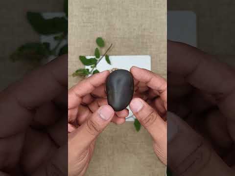 Dev Charan Vishnu Padam Sacred Shaligram Shila video