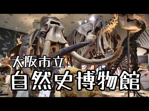 自然史博物館 -- グルノーブル.JPG