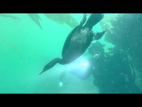 Dance of Cormorants at break water 2021