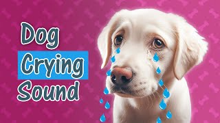 Dog Crying and Whining Loud [ Sound Effect of 5 Crying Dogs ]