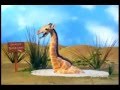 Giraffe Demonstrates Stages of Grief / Response to change
