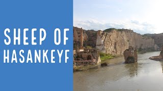 preview picture of video 'Sheep Crossing the Hasankeyf bridge in South East Turkey'