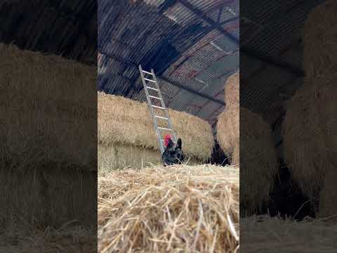 Bonus video a morning crow from Roof the rooster #rooftherooster #morningcrow #bonusvideo