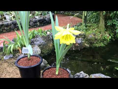 アンデスクッション 植物