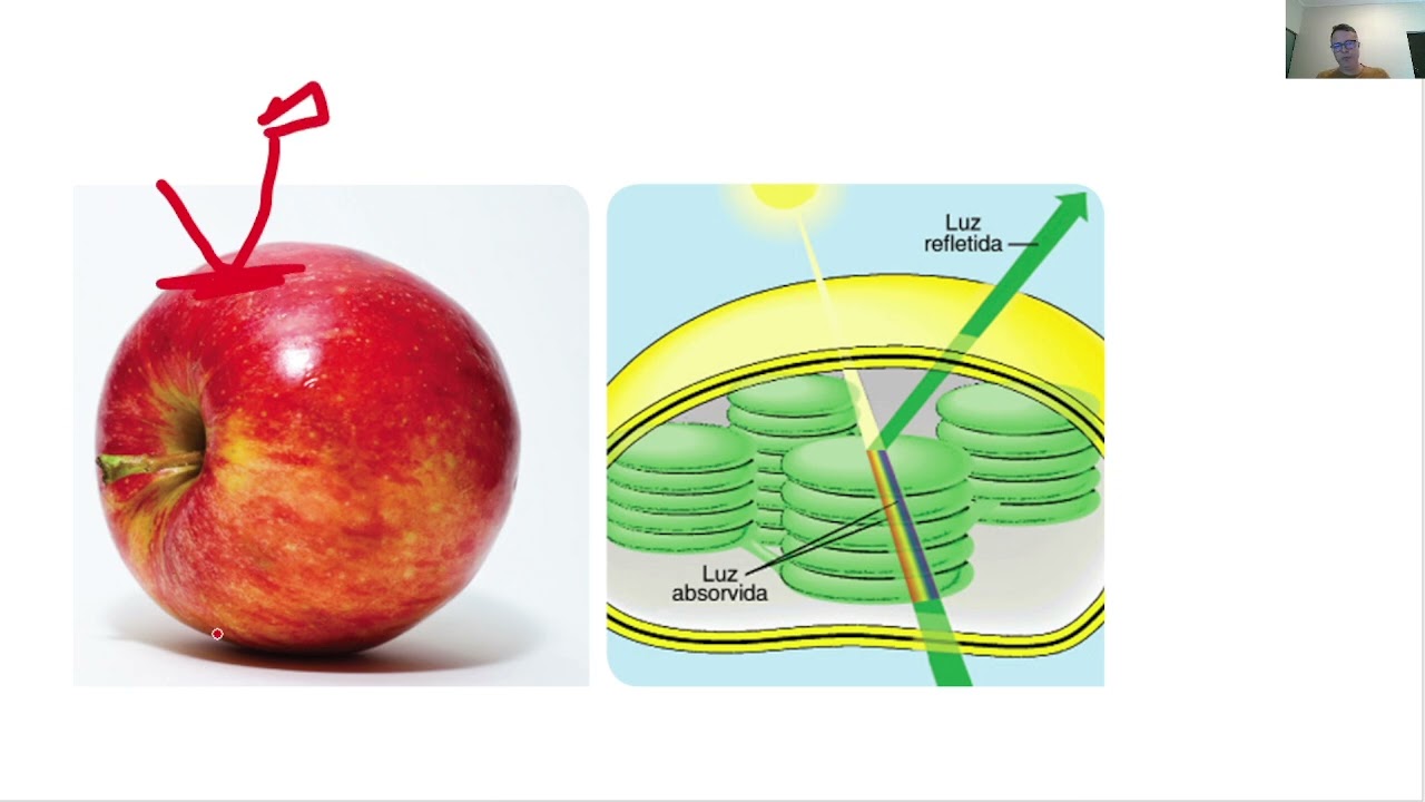 Fotossíntese parte 01