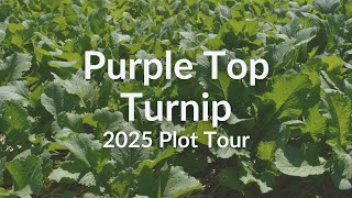 Download lagu Purple Top Turnip - 2025 Cover Crop Test Plot Tour mp3