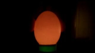How To Candle Chickens Eggs w/ A Flashlight - Day 5