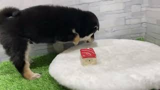 柴犬の動画01