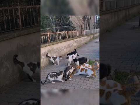 8 Male cats chasing after a female cat.