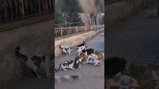 8 Male cats chasing after a female cat.