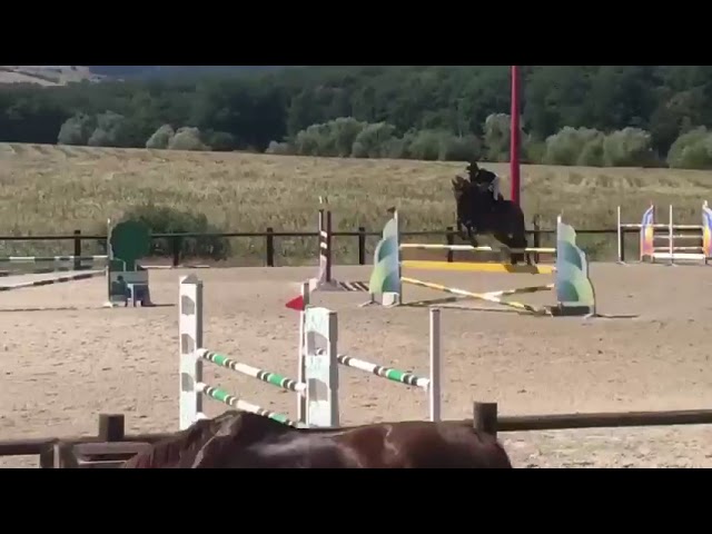Top cheval amateur 