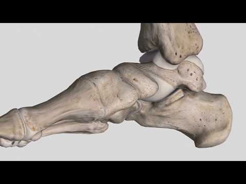 Ilio-pectinate Bursitis des Hüftgelenks Schmerzen im Rücken zwischen den Wirbeln des linken Schulterblatte