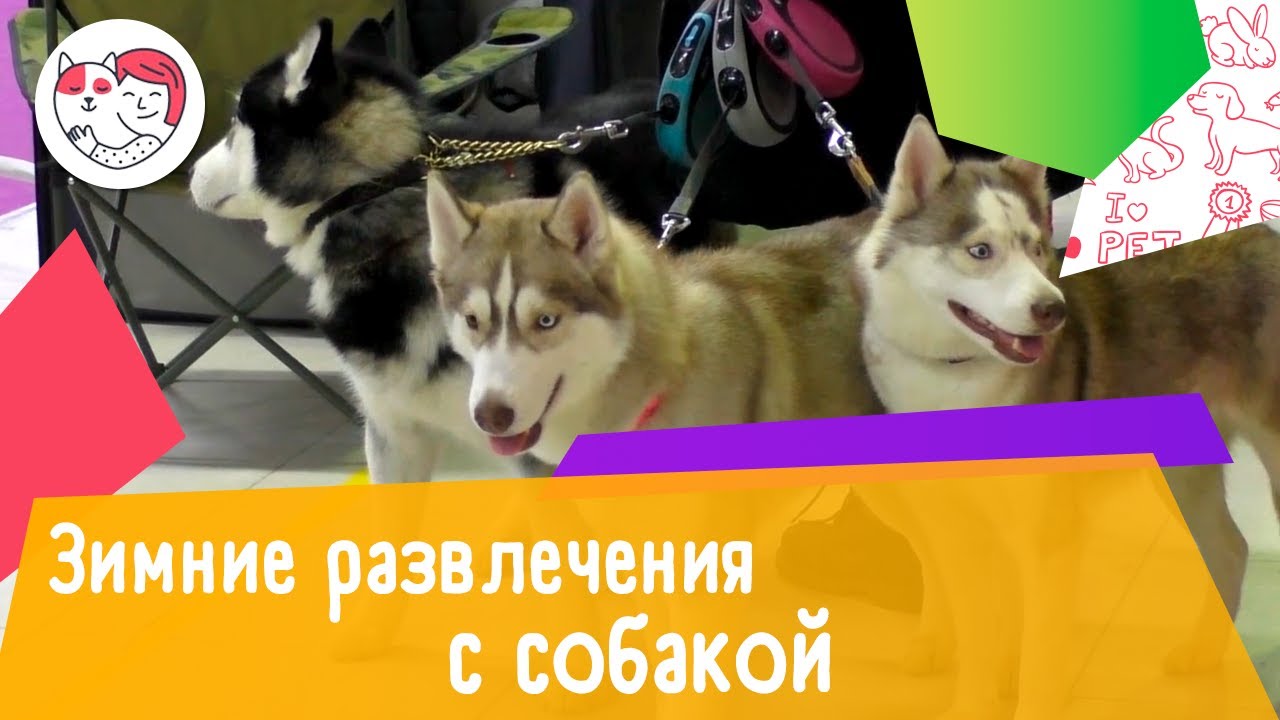 5 идей для зимних развлечений с собакой