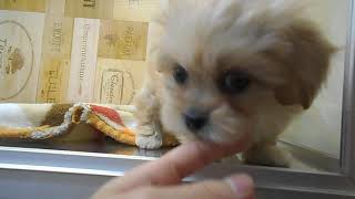 ハーフ犬の動画01