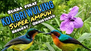 Download lagu Suara pikat Kolibri Wulung/Kolibri Muncang Paling Jitu mp3 Download lagu Suara pikat Kolibri Wulung/Kolibri Muncang Paling Jitu mp3