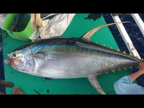 Tuna Handline Fishing