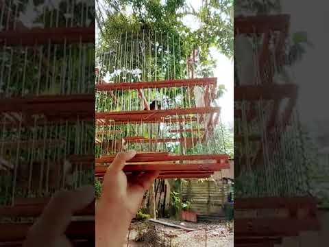Pajaro Cascahuero..bejuma Edo carabobo