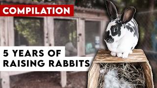 We Made a HUGE Mistake with Our Rabbits