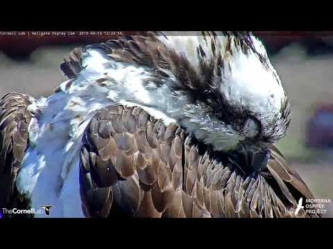 The Feathers And Talons Of An Osprey – Apr. 12, 2019
