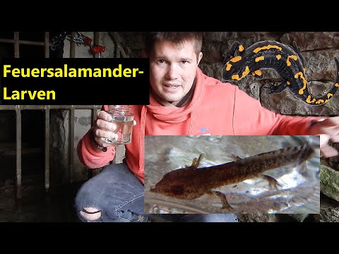 Kleines Waldlexikon (19) - Feuersalamander-Larven in einem ehemaligen Steinbruch.