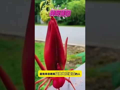 神奇植物&ldquo;寡妇顶塔&rdquo; #神秘蒙砂 #纪念 #绚烂绽放