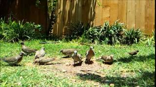 Backyard Birds July 8, 2014