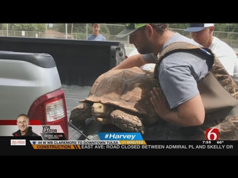 200-Pound Tortoise Rescued From Flooded Houston Home