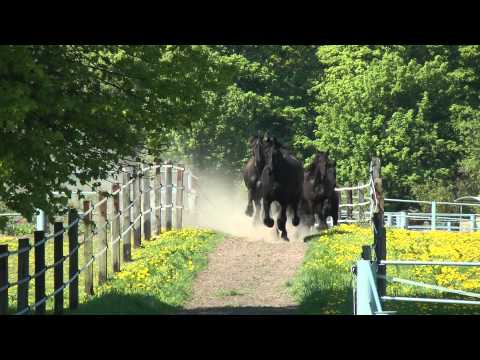 Friesen galoppieren zum Stall - Frisians gallop to the stable