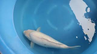 video van Ginrin Shiro Muji 2204100