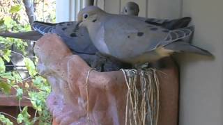 Mother Dove Switches Places with Father