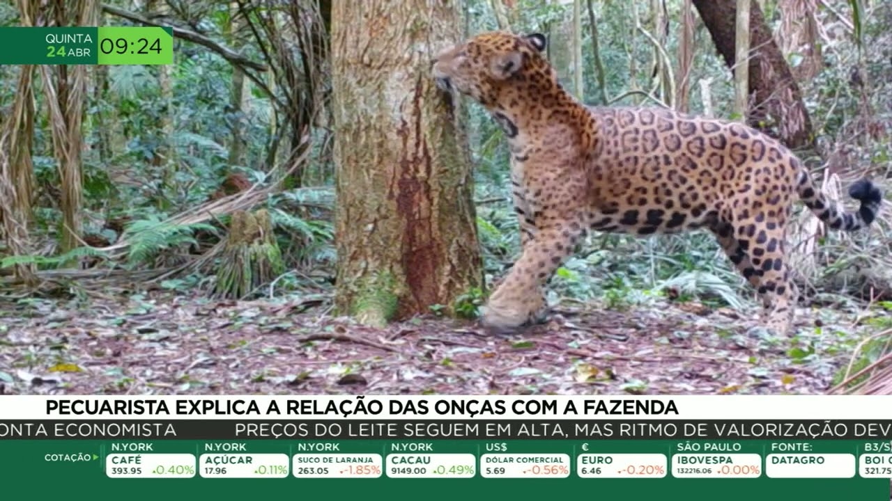 Onça-pintada matou caseiro em Touro Morto/MS