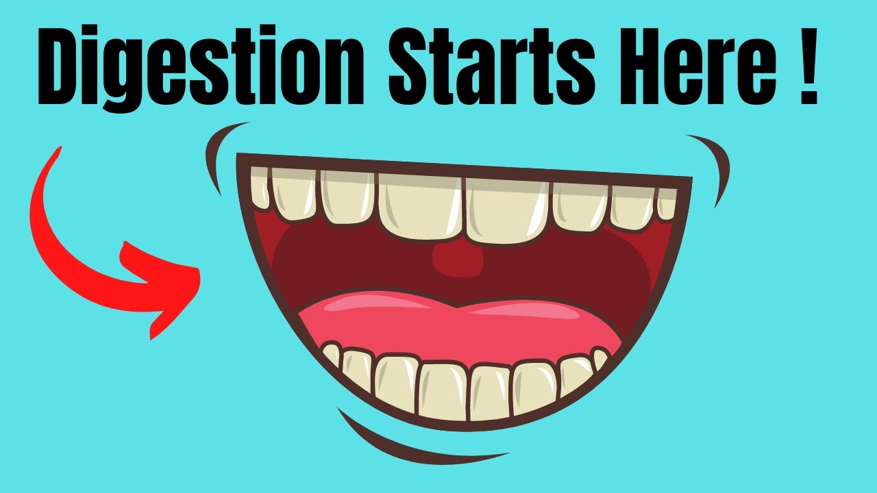 Digestion in the Mouth