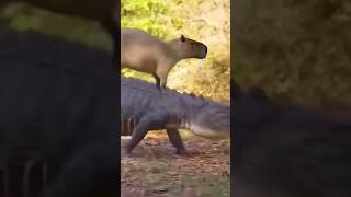 Download lagu Mengapa buaya berteman dengan kapibara? #shorts mp3 Download lagu Mengapa buaya berteman dengan kapibara? #shorts mp3