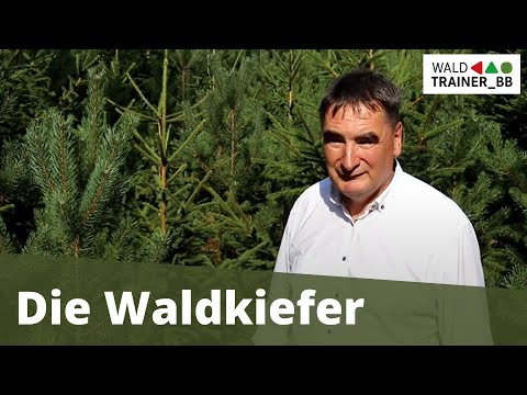 06 Die Waldkiefer in Brandenburg
