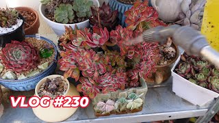 WINTER WATERING SUCCULENTS & BIRD LOVES TOFU | VLOG #230 - Growing Succulents with LizK