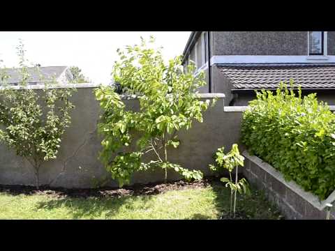 Sunburst Cherry tree initial review in Cork, Ireland