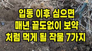 입동 이후 심으면 매년 끝도없이 보약처럼 먹게 될 작물 7가지
