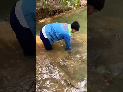 Cá lóc bông Thái Lan #tintuc #shortvideo