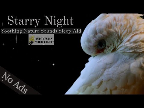 Starry Night | Soothing Nature White Noise [NO ADS] Noise Masking Bird Sleep Aid | Parrot Town TV🌛🦜