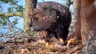 White-tailed Eaglet EATS ITS OWN BROTHER