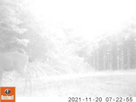 2021 11 20 0723AM 1 small buck